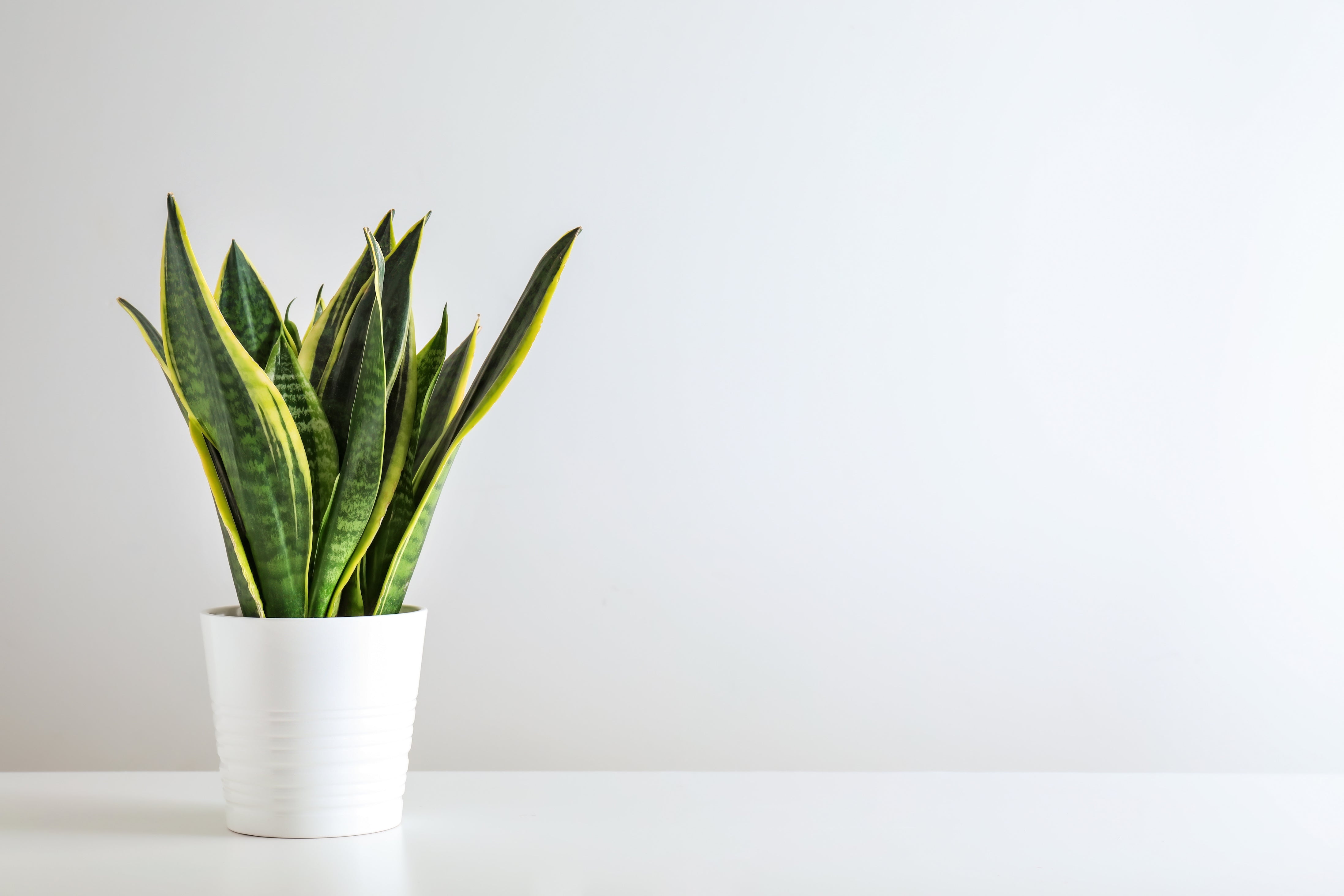 What's the Difference Between Snake Plant Zeylanica and Laurentii? | The  Plant Lover Blog  Plant In The Box