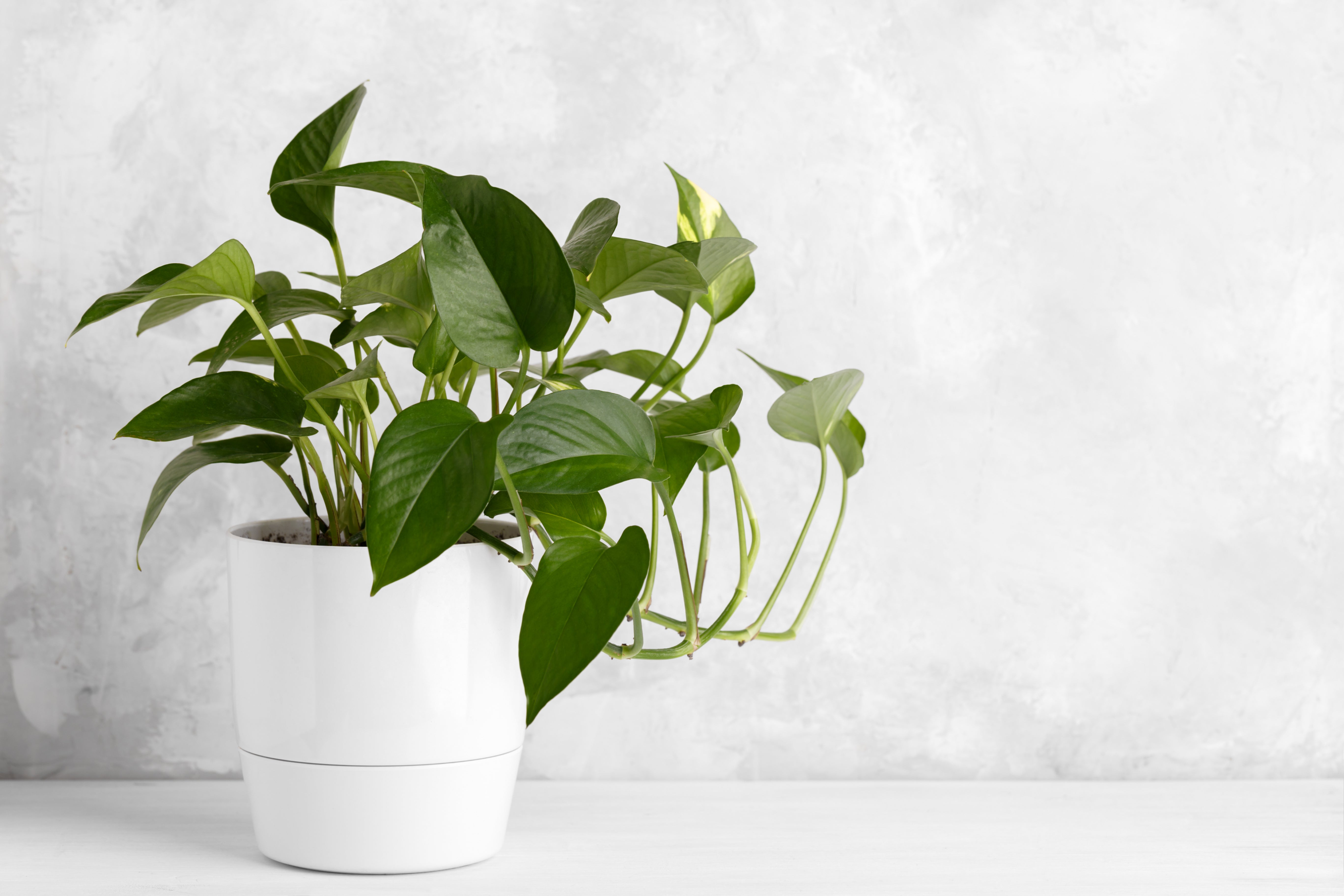 Healthy Pothos Indoor Plant In White Pot