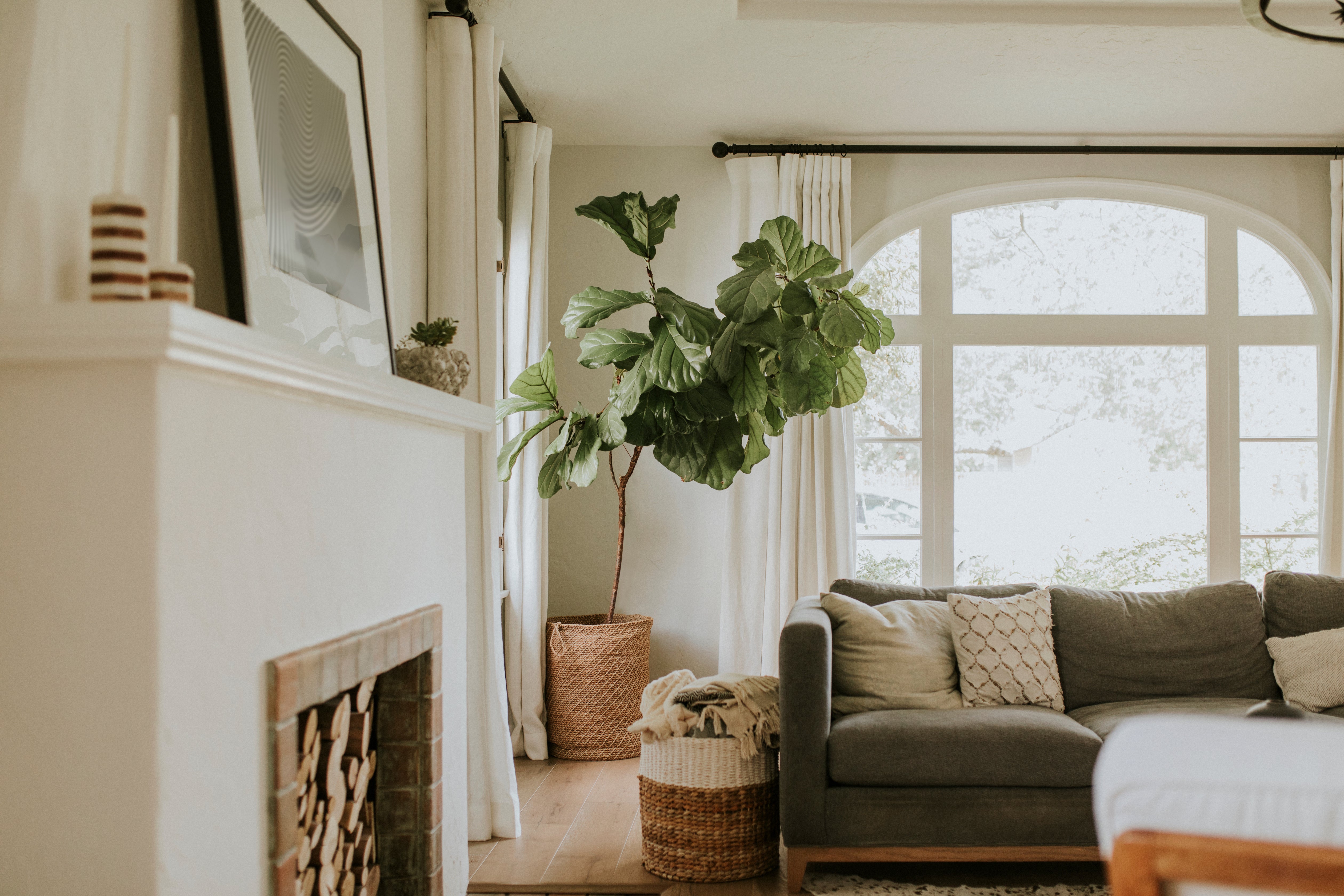 Suburban Home Living Room With Large Floor To Ceiling Fiddle Leaf Fig