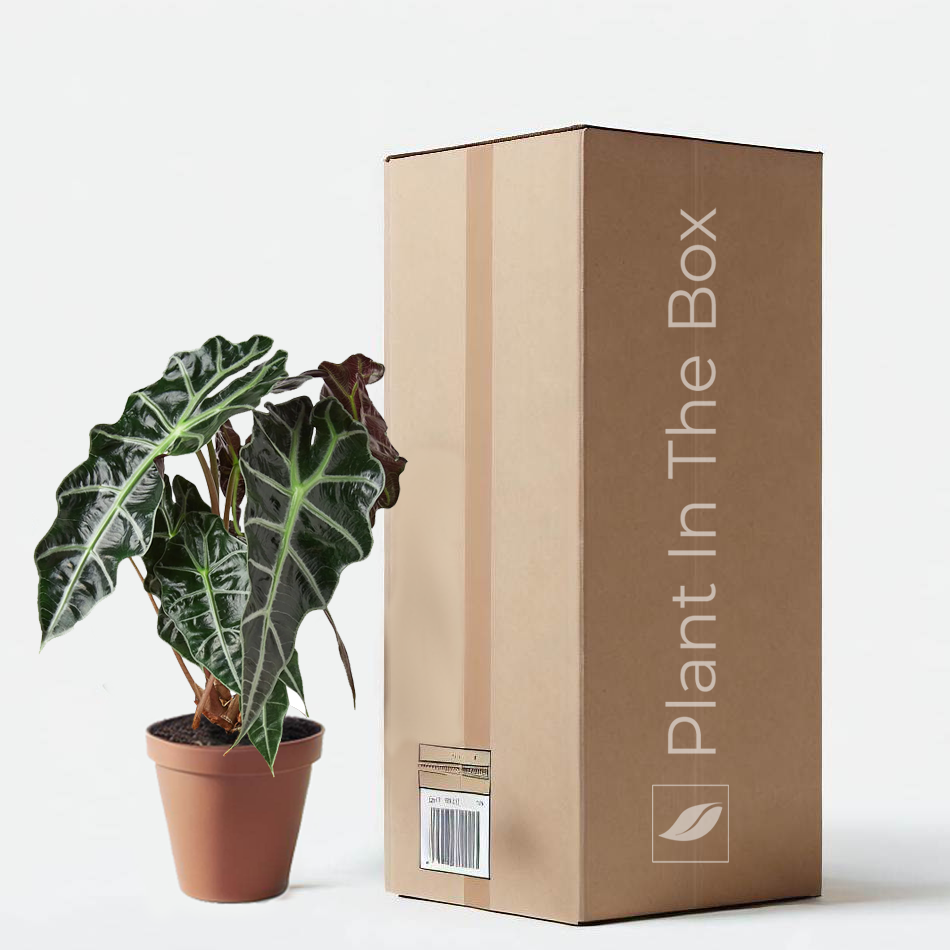 african indoor plants Alocasia Polly 'African Mask' | Send A Plant Gift Box