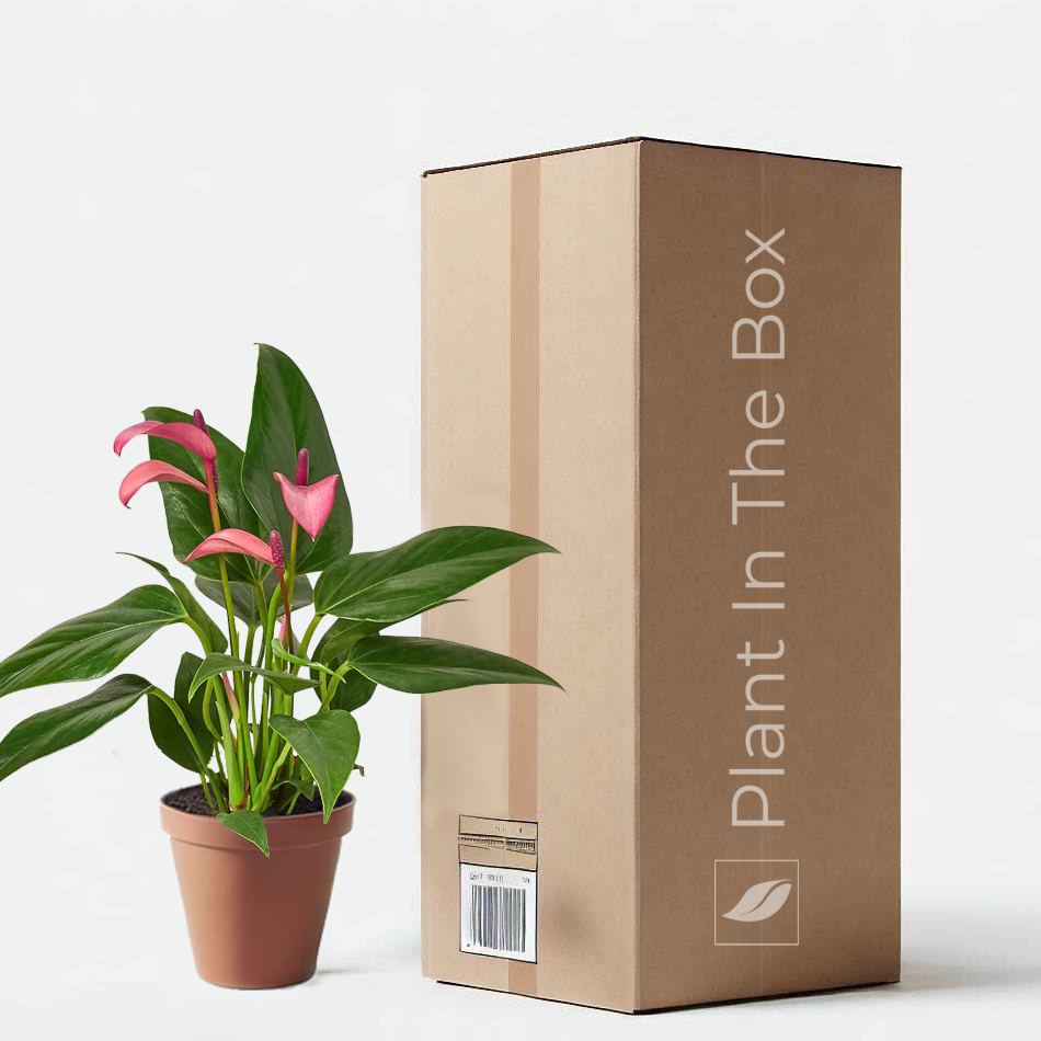 anthurium andraeanum price Anthurium Andraeanum 'Purple' | Send A Plant Gift Box