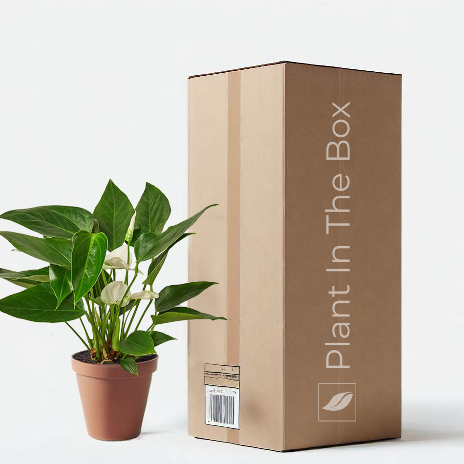 anthurium plant pot size Anthurium Andraeanum 'White' | Send A Plant Gift Box