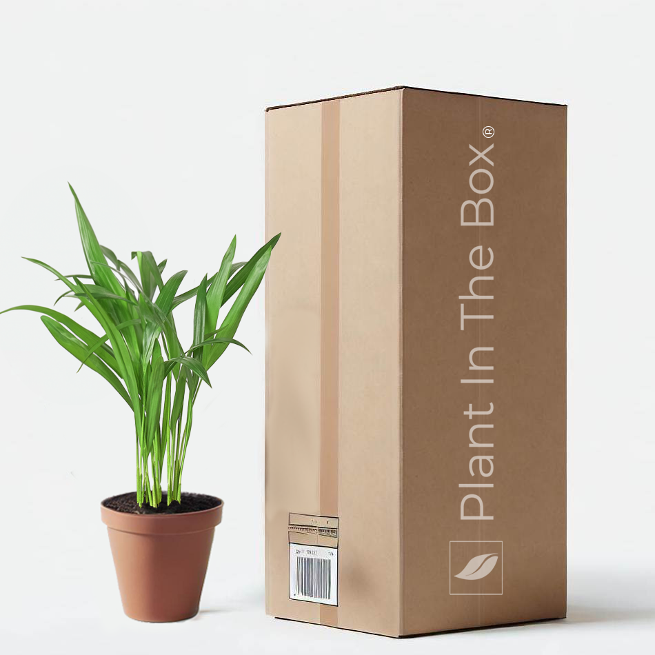 areca palm to buy Areca Palm | Send A Plant Gift Box