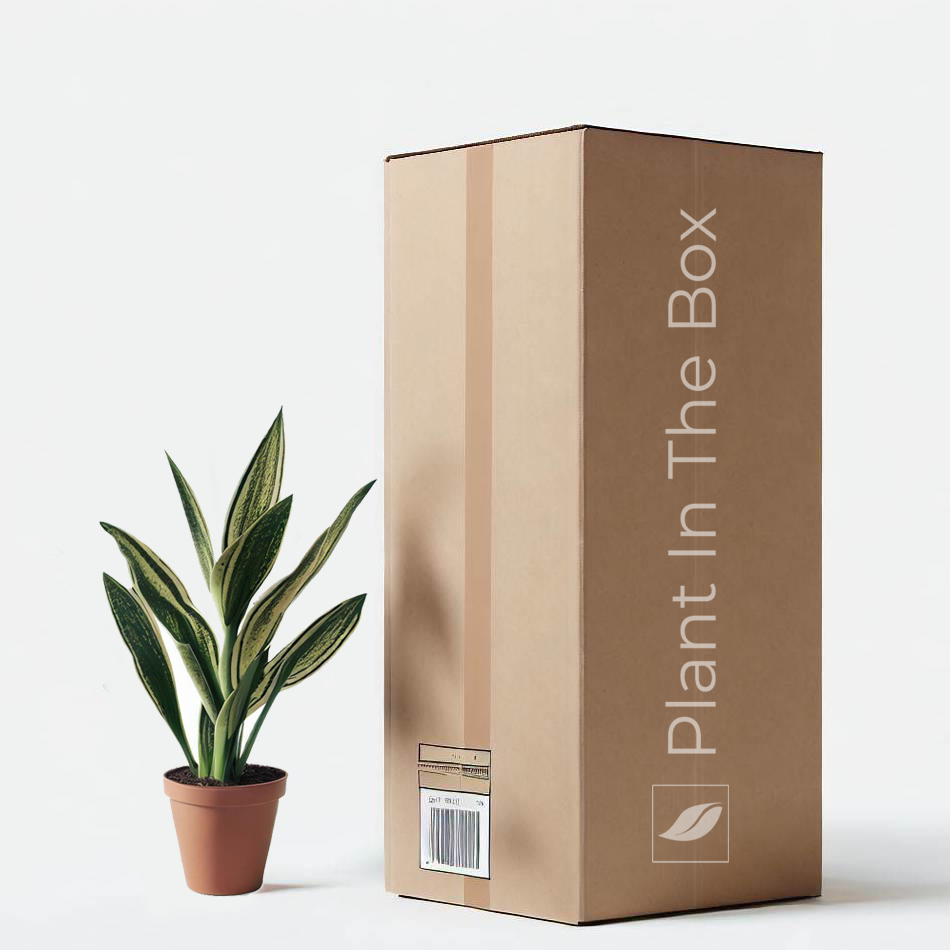 monthly indoor plant subscription Bloomer Box - Mystery Plant Subscription Box