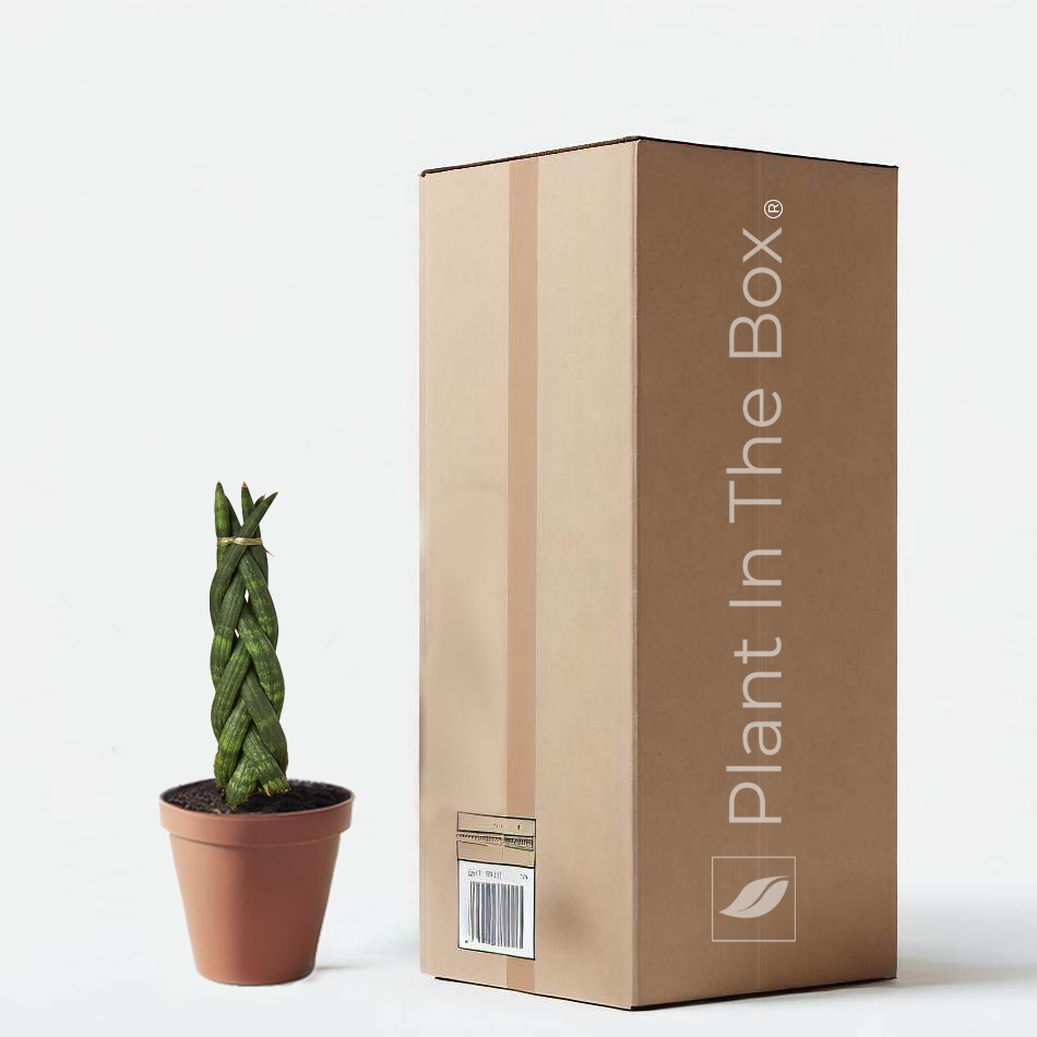 snake plant care bloomscape Braided Snake Plant | Send A Plant Gift Box