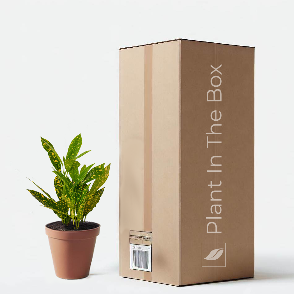 Croton 'Gold Dust' | Send A Plant Gift Box