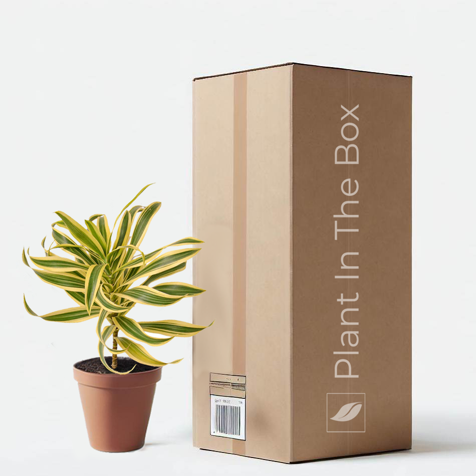 Dracaena 'Song of India' | Send A Plant Gift Box