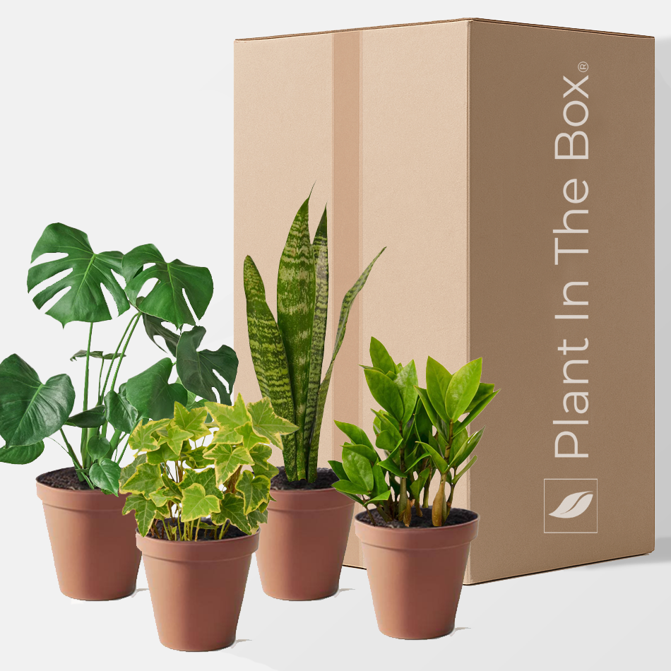 mystery house plant box Bloomer Bundle