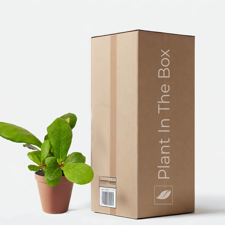 fiddle leaf fig tree delivery Fiddle Leaf Fig | Send A Plant Gift Box