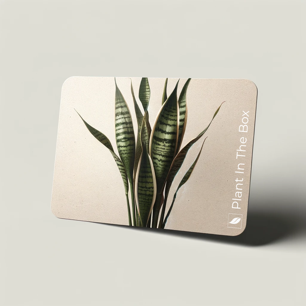 house plant gift card Plant In The Box Virtual Gift Card
