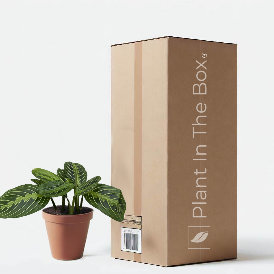 lemon lime prayer plant toxic to cats Maranta 'Lemon Lime' | Send A Plant Gift Box