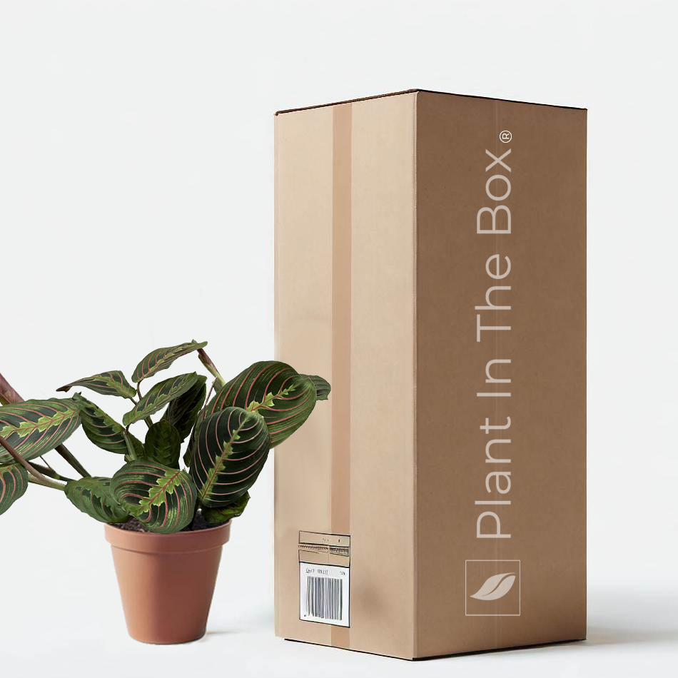 prayer plant gift Maranta 'Red Prayer' | Send A Plant Gift Box