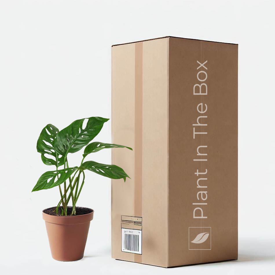 swiss cheese plant pot Monstera Adansonii 'Swiss Cheese' | Send A Plant Gift Box