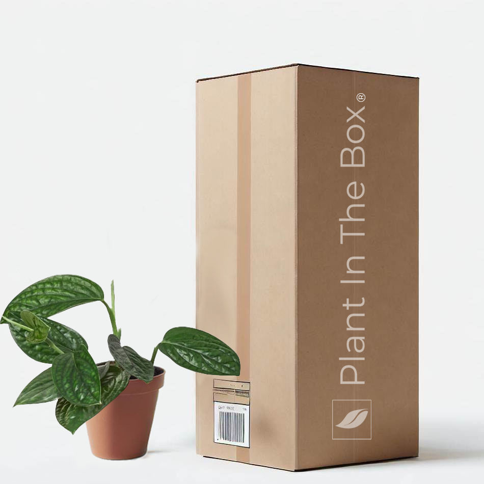 monstera peru kaufen Monstera 'Peru' | Send A Plant Gift Box