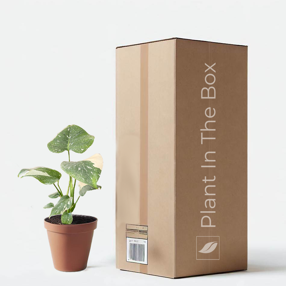 monstera plant delivery Monstera 'Thai Constellation' | Send A Plant Gift Box
