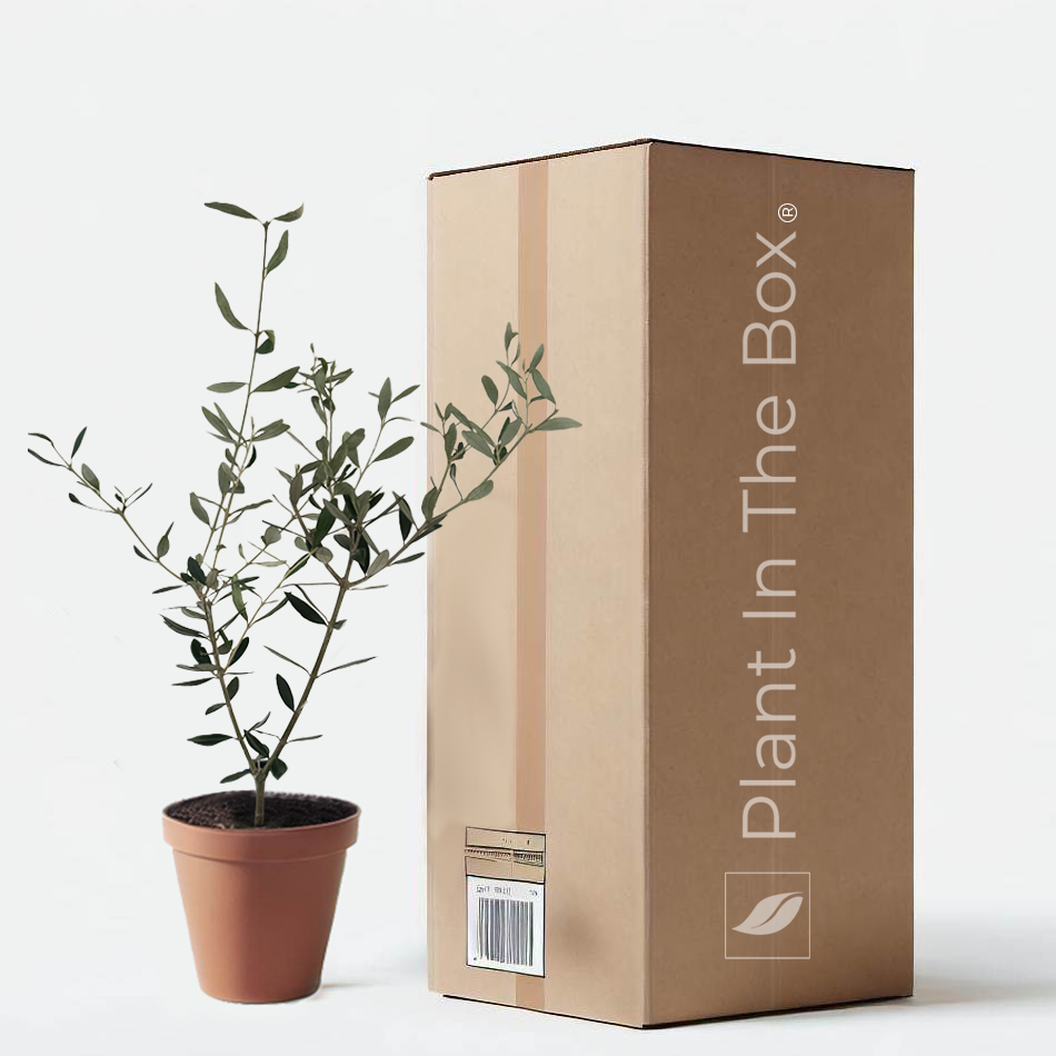 olive tree potted plant Olive Tree | Send A Plant Gift Box