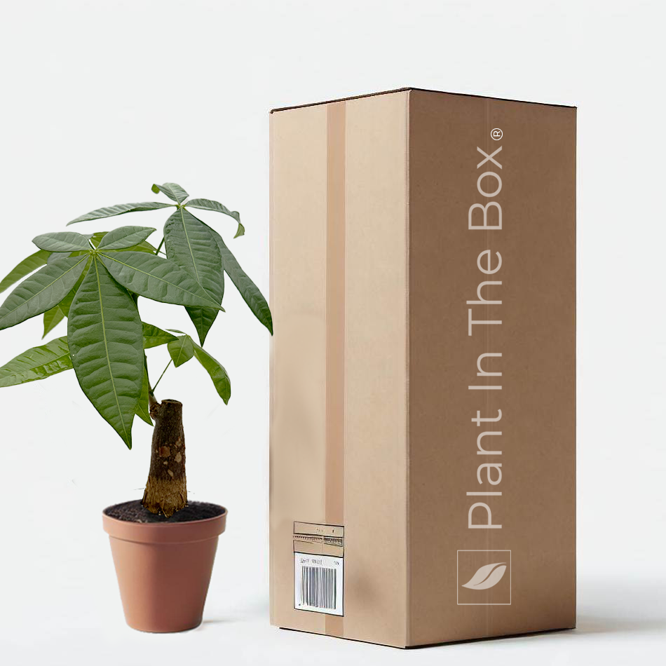money tree plant pots Pachira Stump Money Tree | Send A Plant Gift Box