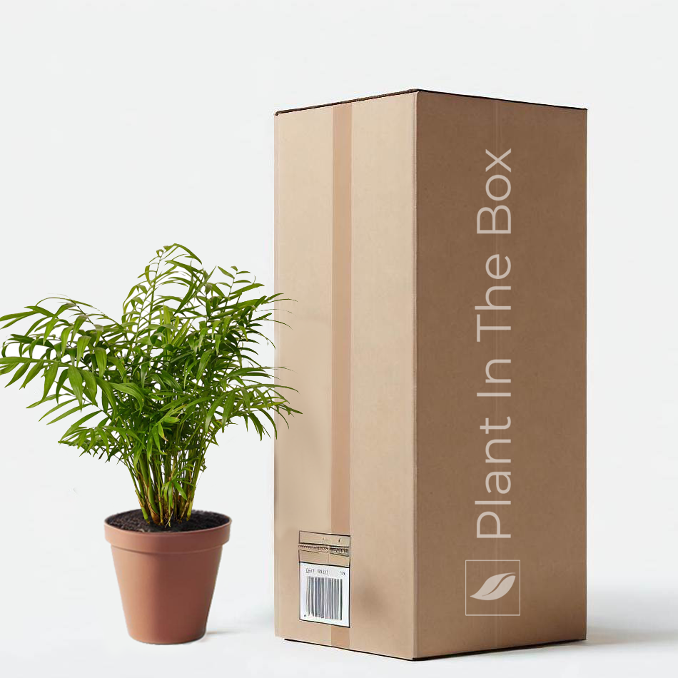 Parlor Palm | Send A Plant Gift Box