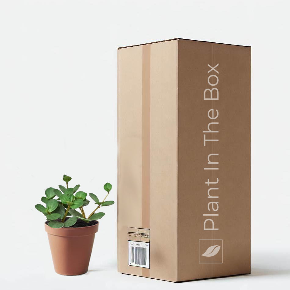 Peperomia 'Hope' | Send A Plant Gift Box