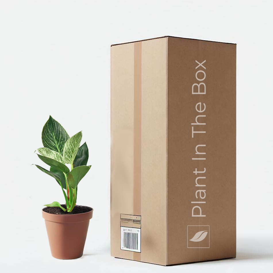 Philodendron 'Birkin' | Send A Plant Gift Box