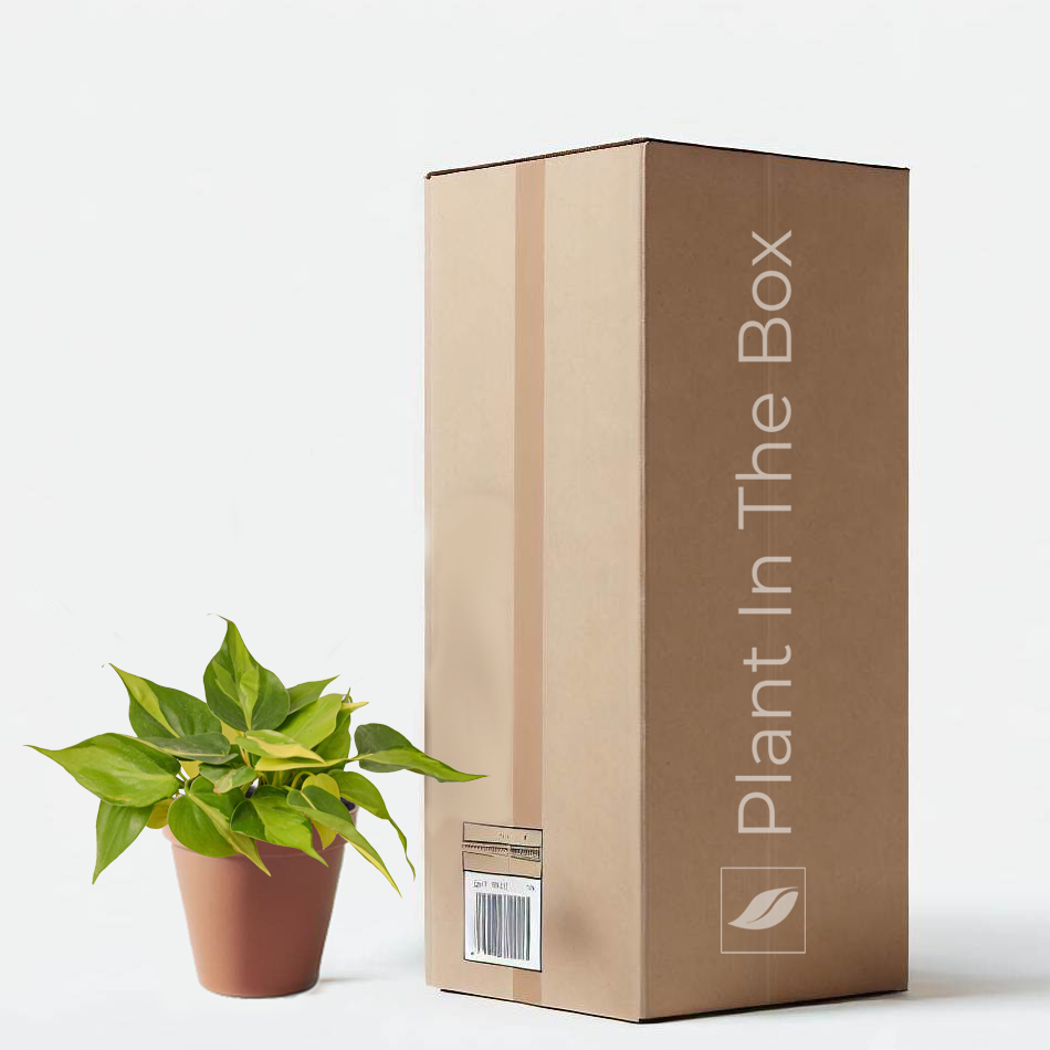 Philodendron 'Brasil' | Send A Plant Gift Box