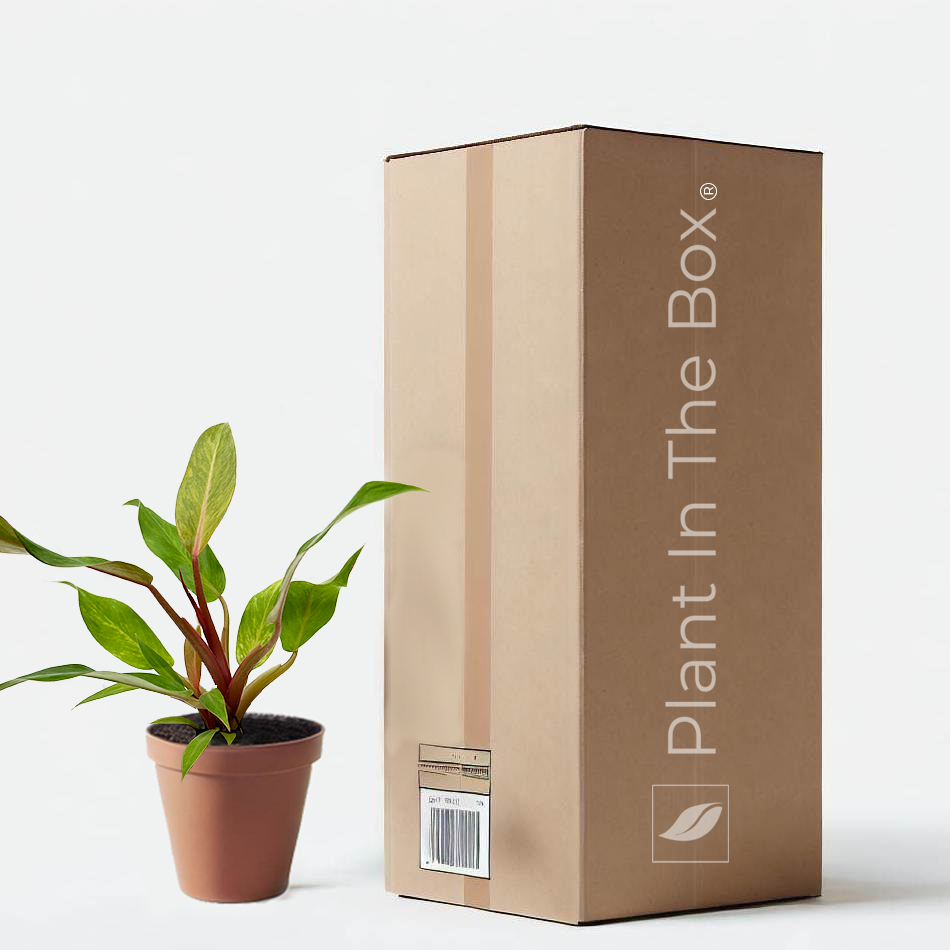 philodendron cardboard Philodendron 'Orange Marmalade' | Send A Plant Gift Box