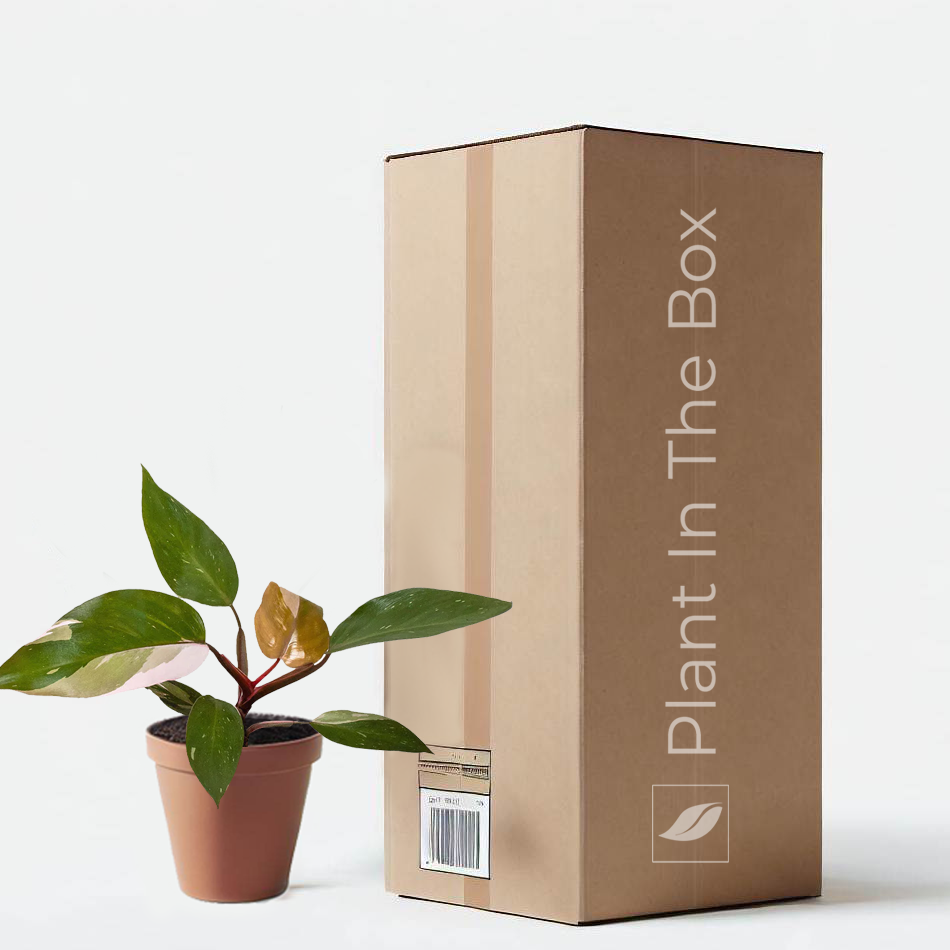 cardboard philodendron Philodendron 'Pink Princess' | Send A Plant Gift Box