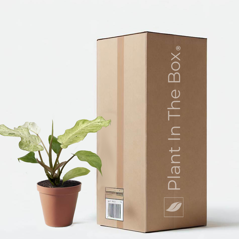 Philodendron 'Snowdrift' | Send A Plant Gift Box