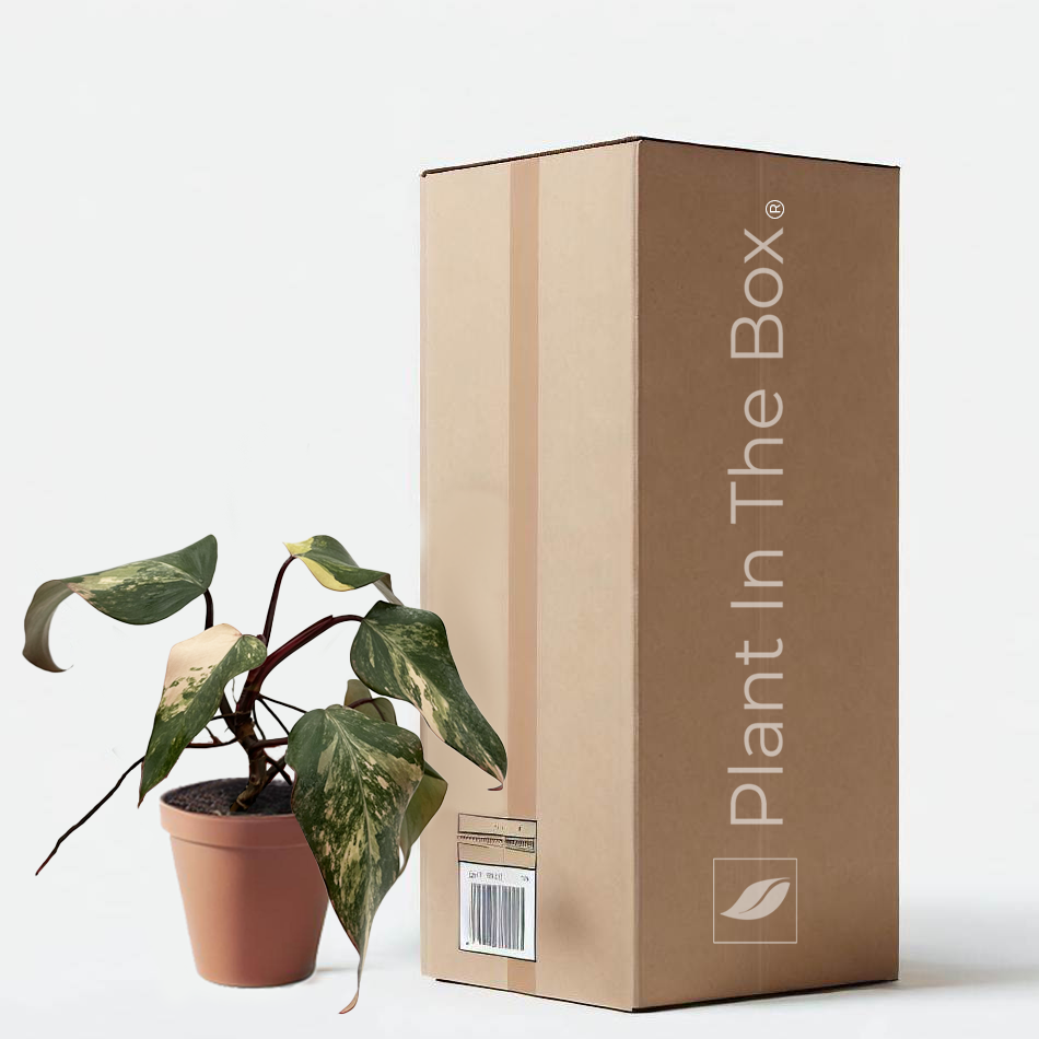 strawberry shake philodendron node Philodendron 'Strawberry Shake' | Send A Plant Gift Box