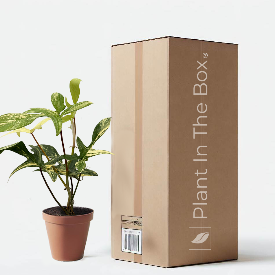 monstera plant for sale Monstera Deliciosa Bulbasaur main image 0