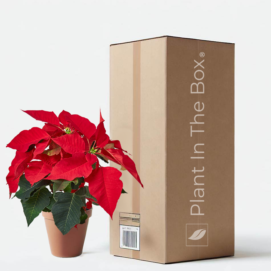 poinsettia plant pot Poinsettia 'Red' | Send A Plant Gift Box