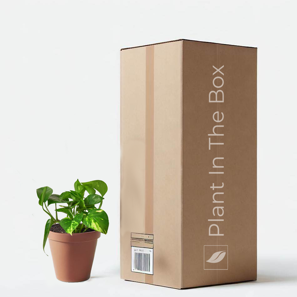 bloomscape pothos Golden Pothos | Send A Plant Gift Box