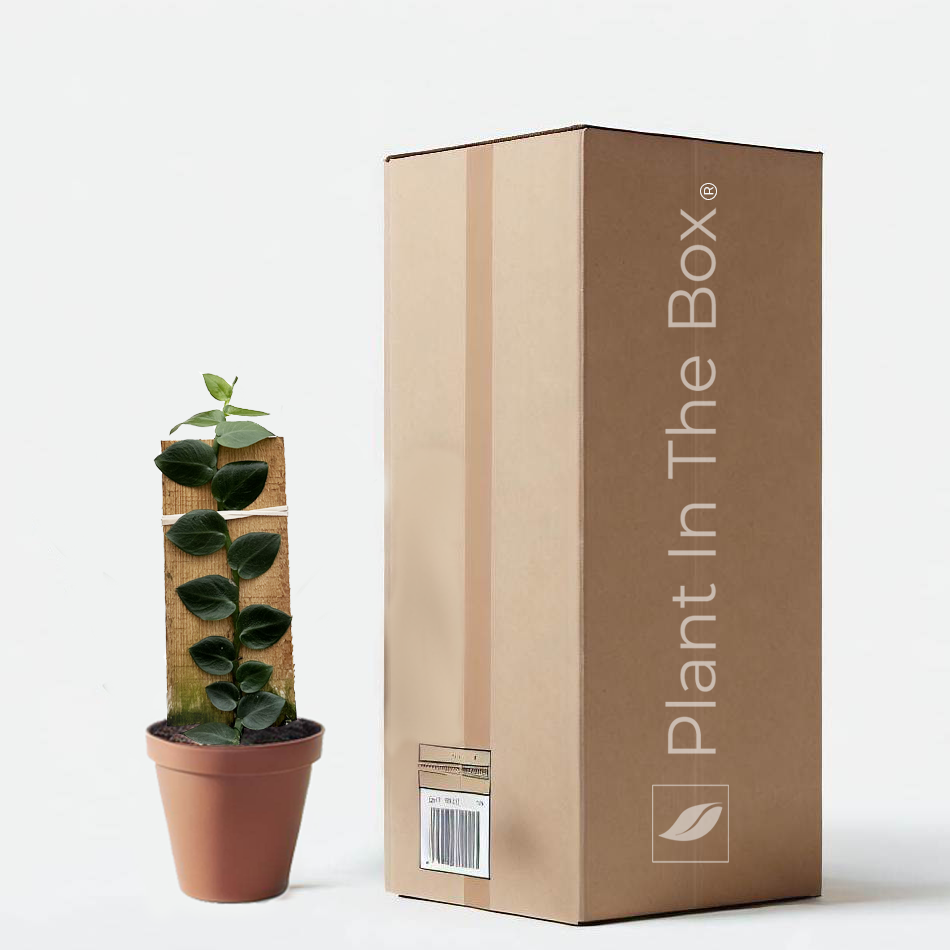 Rhaphidophora 'Hayi' Shingle Plant | Send A Plant Gift Box