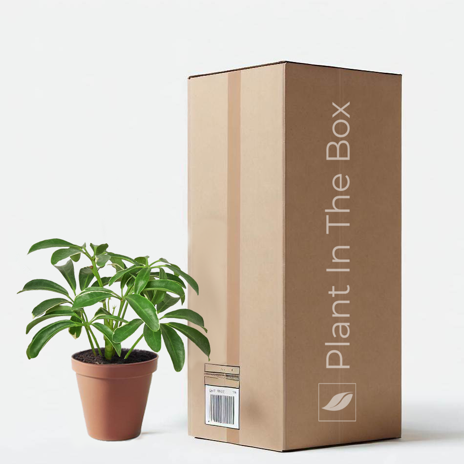schefflera arboricola indoor plant Schefflera Arboricola 'Dwarf Umbrella Tree' | Send A Plant Gift Box