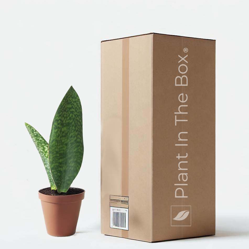 shark fin snake plant Shark Fin Snake Plant | Send A Plant Gift Box