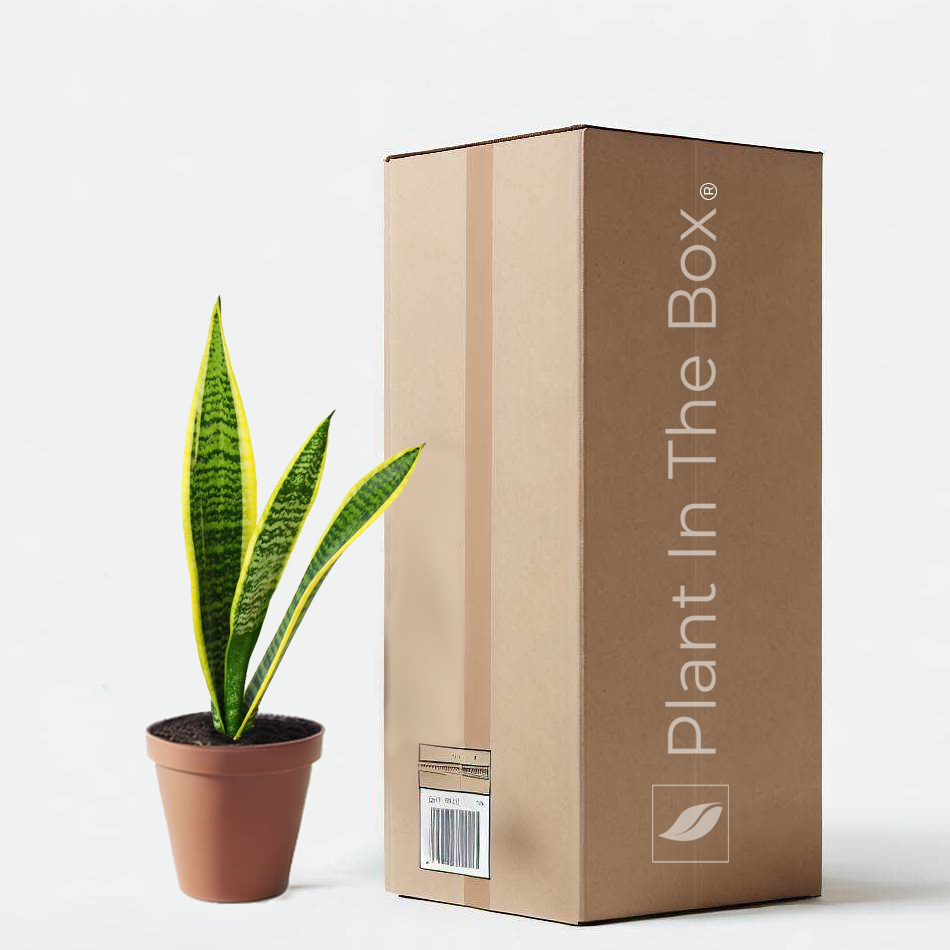 Snake Plant 'Laurentii' | Send A Plant Gift Box