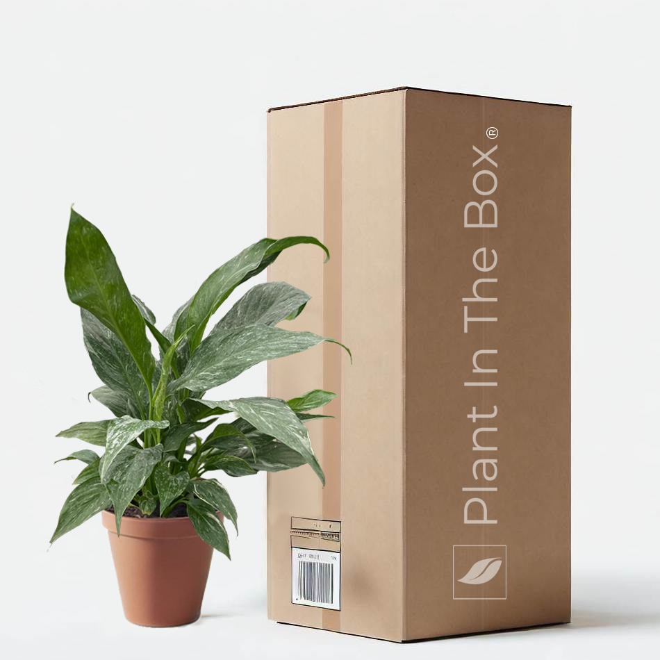 peace lily variegated domino Spathiphyllum Variegated 'Peace Lily Domino' | Send A Plant Gift Box