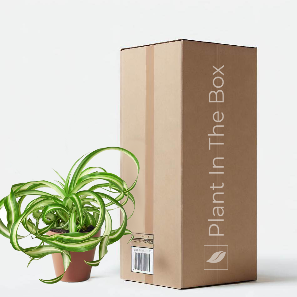 bonnie caribbean spider plant Spider Plant 'Bonnie' | Send A Plant Gift Box