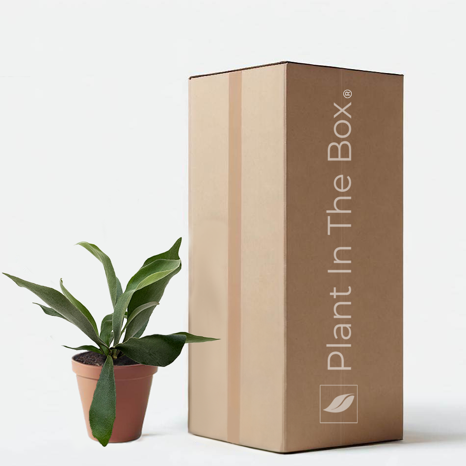 Staghorn Fern | Send A Plant Gift Box - Plant In The Box