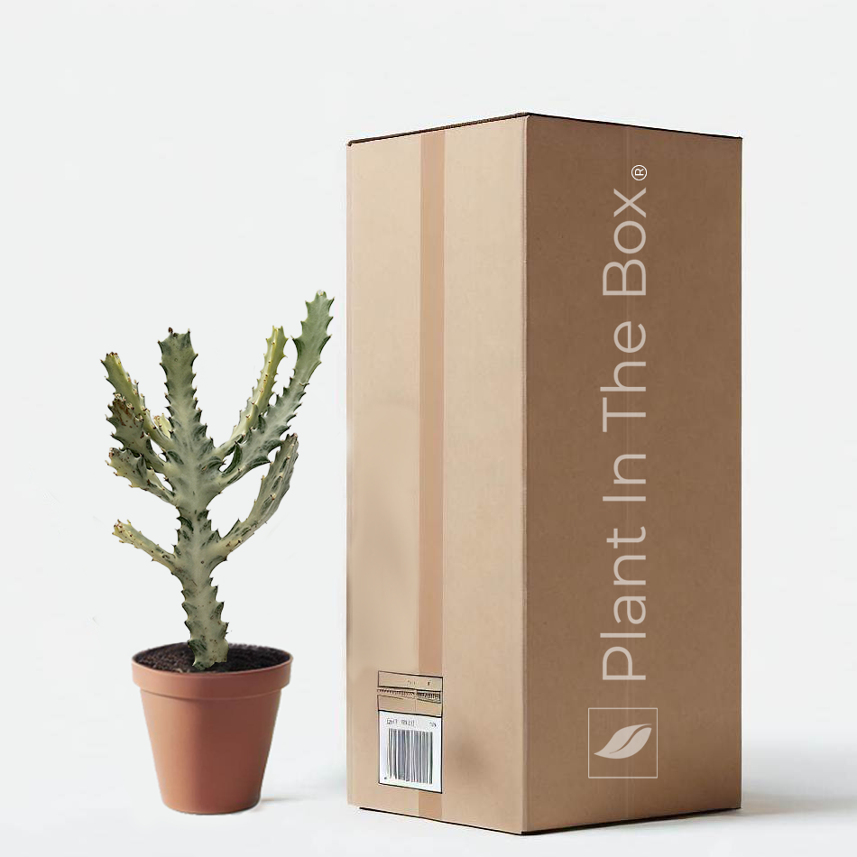 bone succulent Succulent Euphorbia 'Dragon Bone' | Send A Plant Gift Box