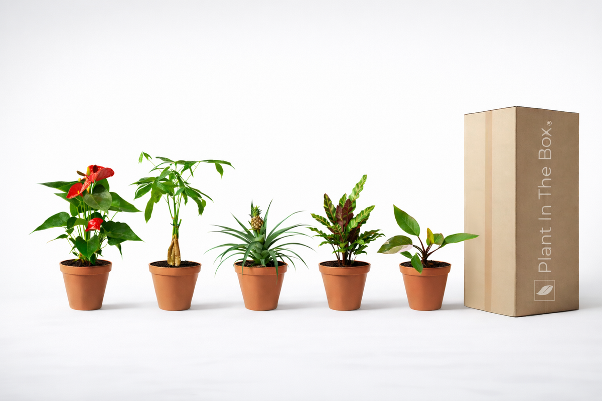 Plant In The Box