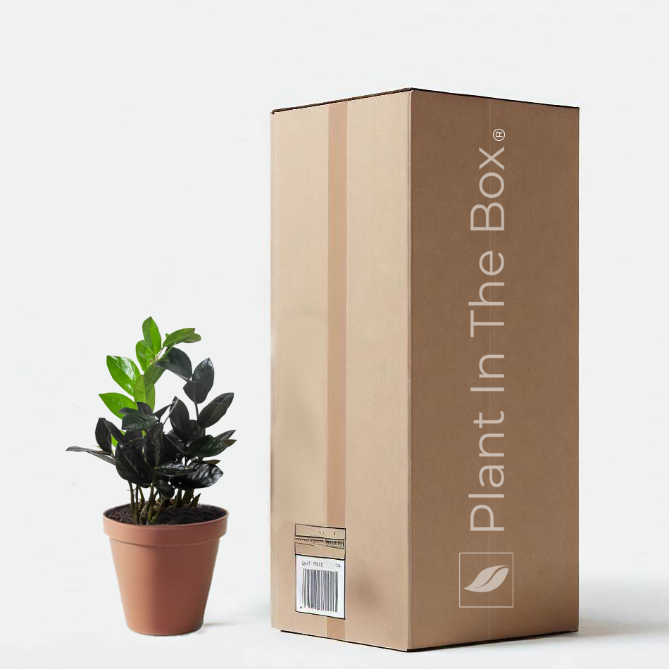 bloomscape zz plant ZZ Plant 'Black Queen' | Send A Plant Gift Box
