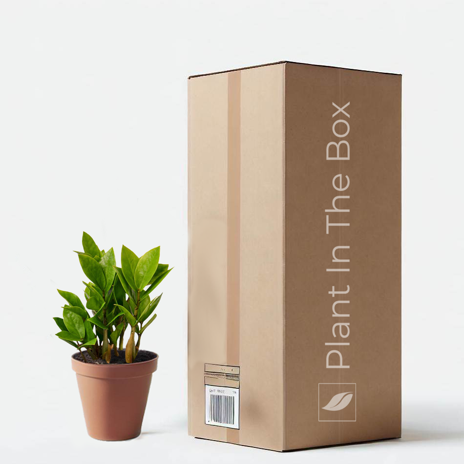 cardboard zz plant ZZ Plant (Nursery Pot)