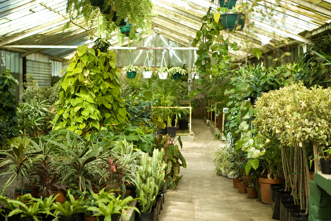 lush houseplant greenhouse