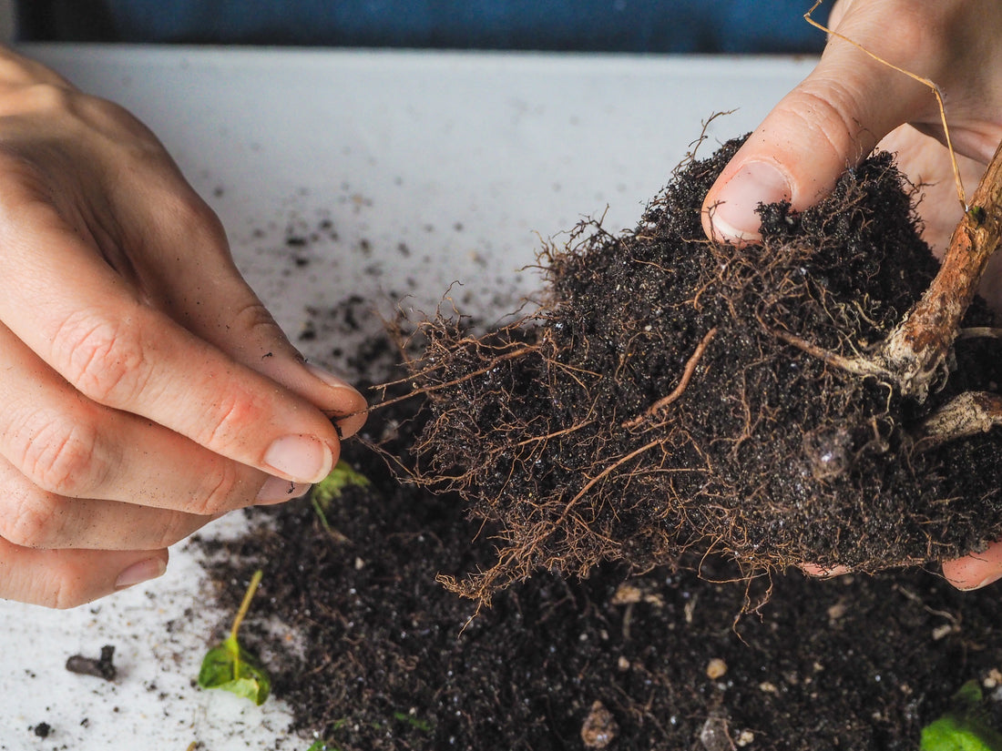 What Steps Should I Take If My Houseplant Has Root Rot?