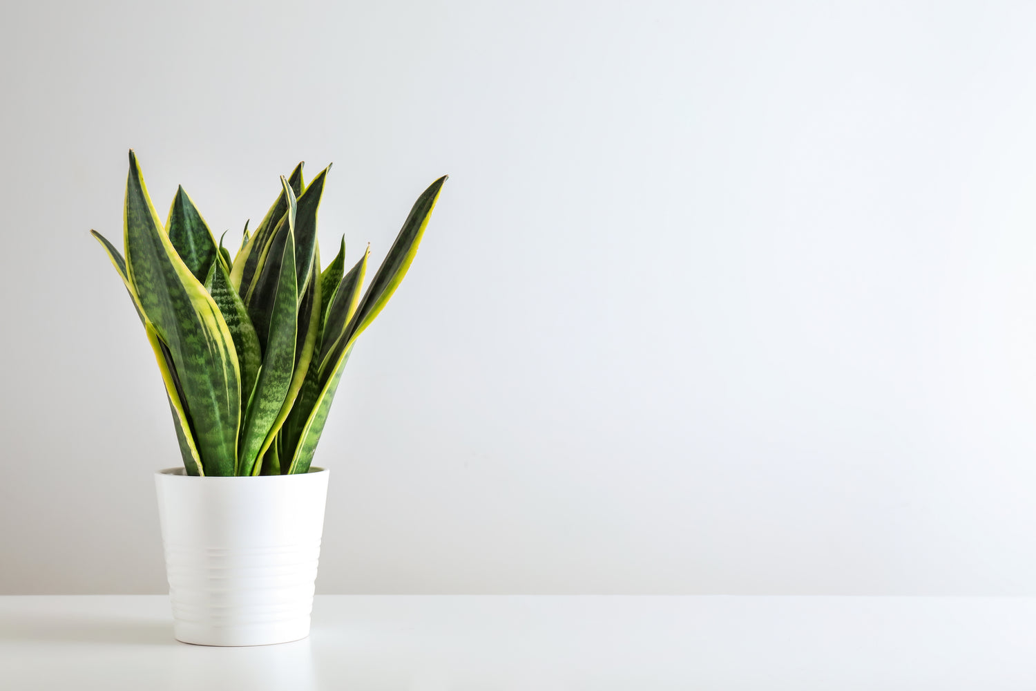 What's the Difference Between Snake Plant Zeylanica and Laurentii?