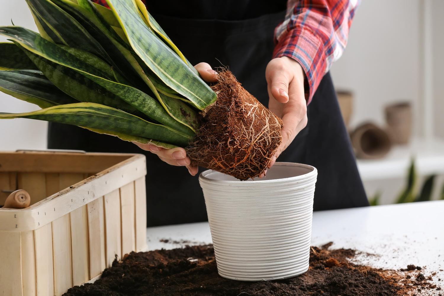 First Time Houseplant Parent Repots Indoor Plant