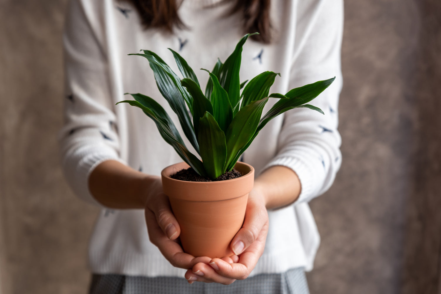 Woman Holding A Premium Pre-Potted Houseplant With Both Hands 
