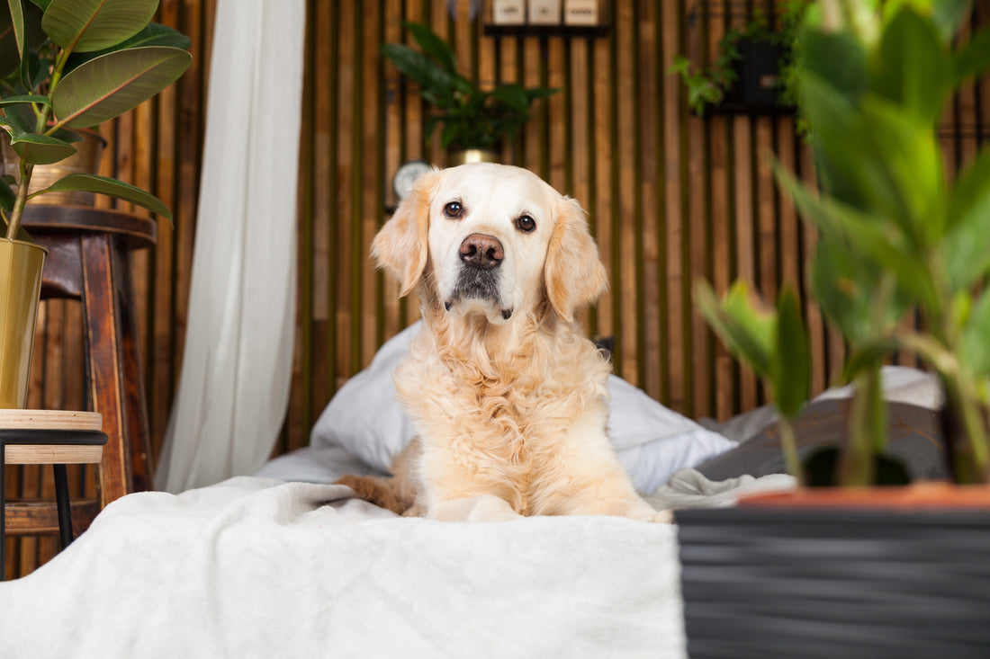 Dog Looking At Camera & Surrounded By Dog Friendly Houseplants