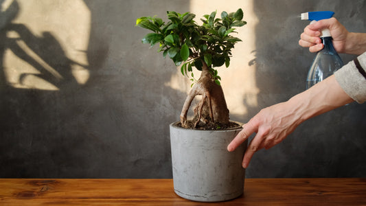 Growing Your Green Thumb: Ficus Ginseng